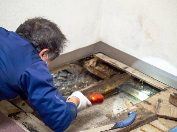 Mold Removal Process in Newport, AR