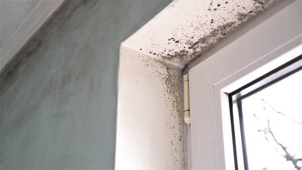 Mold Testing and Removal in Newport, AR