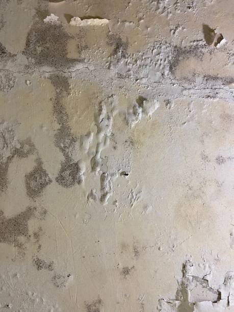 Best Local Mold Removal Service  in Newport, AR