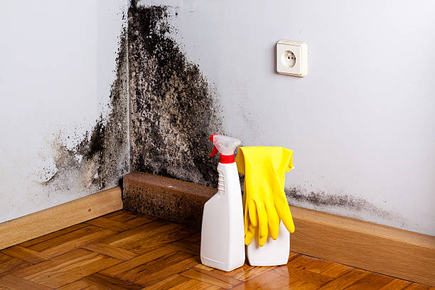 Best Commercial Mold Removal  in Newport, AR