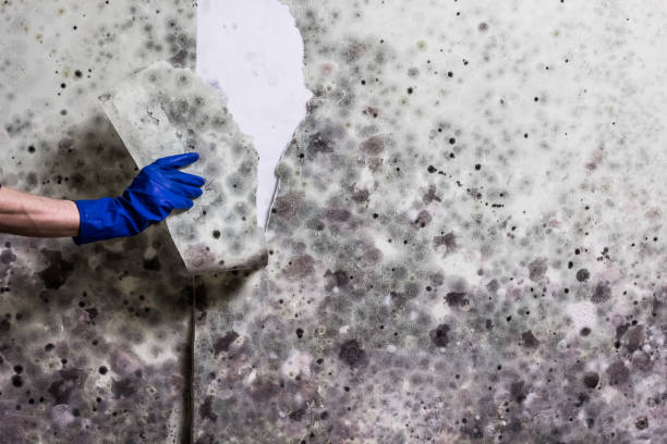 Best Attic Mold Removal  in Newport, AR