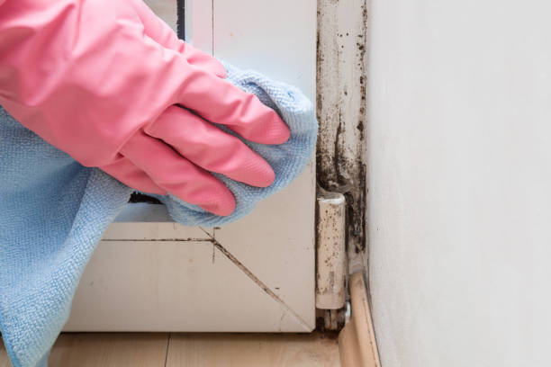 Best Commercial Mold Removal  in Newport, AR